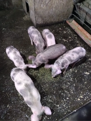 7 Purcei Petrean de vanzare- 10 saptamani - imagine 3