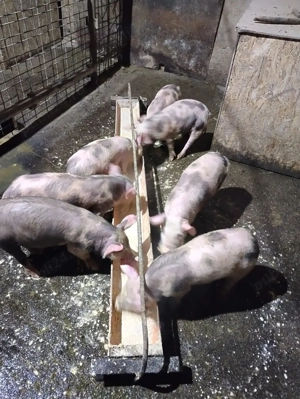 7 Purcei Petrean de vanzare- 10 saptamani - imagine 2