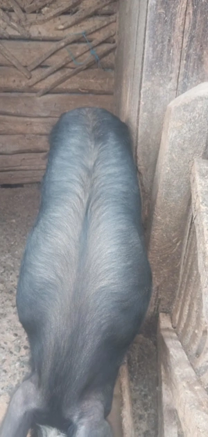 Vand porc Mare de Vanzare  - imagine 2