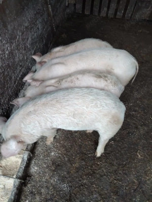 Purcei 10 săptămâni rasă carne - imagine 3