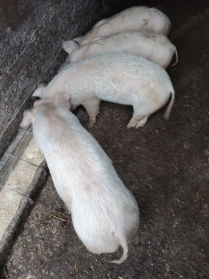 Purcei 10 săptămâni rasă carne