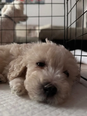 Disponibili 5 puiuti