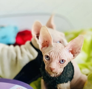 Pisicuțe Sphynx Sfinx