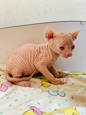 Pisicuțe Sphynx Sfinx - imagine 3