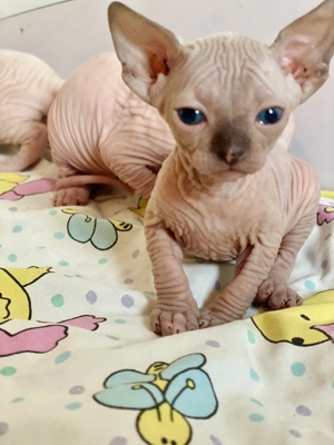 Pisicuțe Sphynx Sfinx - imagine 4