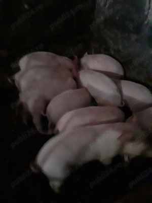 vând purcei proveniți din montă artificială 