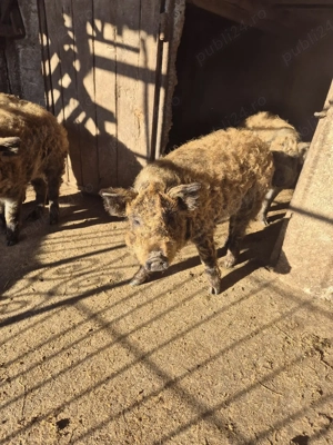 Purcei de mangalita  - imagine 3