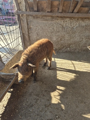 Purcei de mangalita  - imagine 5