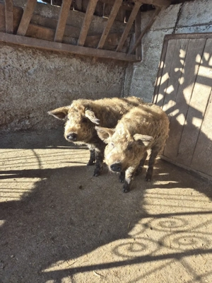 Purcei de mangalita  - imagine 4