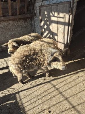 Purcei de mangalita  - imagine 2