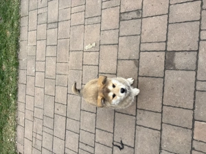 Metis akita inu fetiță 