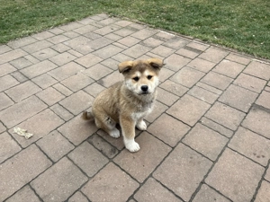 Metis akita inu fetiță  - imagine 2