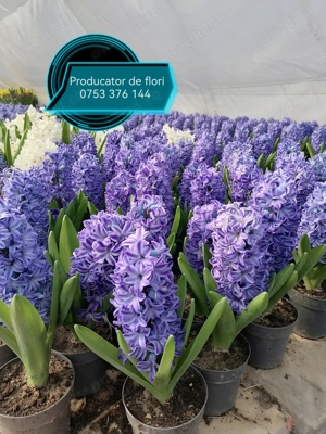 Zambile Lalele Primule flori 