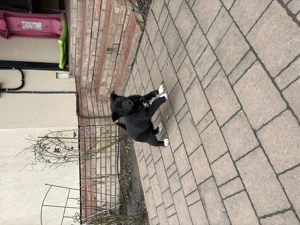 Metis cane corso fetiță  - imagine 3