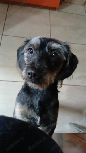 Techeli sarmosi - imagine 4