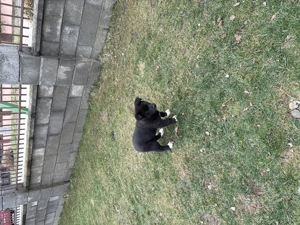 Metis cane corso fetiță 