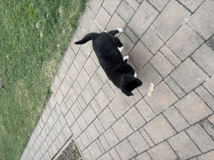 Metis cane corso fetiță  - imagine 2