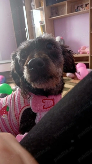 Techeli sarmosi - imagine 3