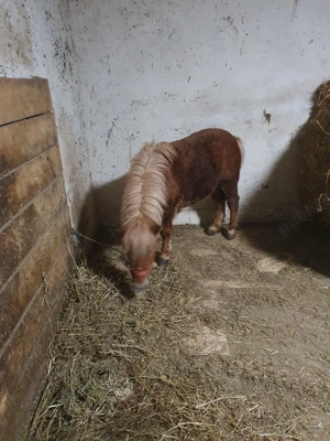 ponei tineri de vanzare  - imagine 5