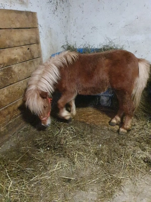 ponei tineri de vanzare  - imagine 4