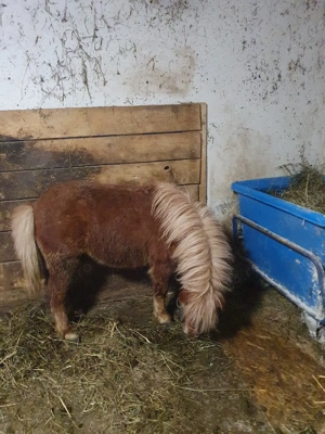 ponei tineri de vanzare  - imagine 3