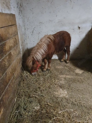 ponei tineri de vanzare  - imagine 2