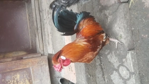 vind cocosi ameraucana pitici si americani - imagine 3