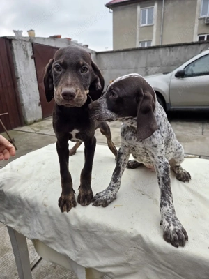 Căței brac german - imagine 3