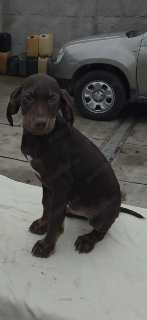 Căței brac german - imagine 5