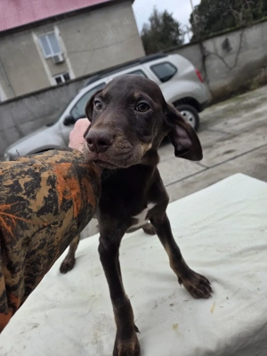 Căței brac german - imagine 2