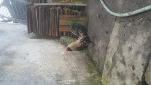 vind cocosi ameraucana pitici si americani - imagine 4