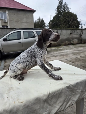 Căței brac german - imagine 4