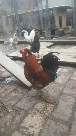 vind cocosi ameraucana pitici si americani - imagine 5