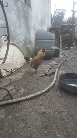 vind cocosi ameraucana pitici si americani - imagine 6