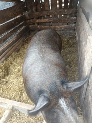 Vând scroafa - imagine 3