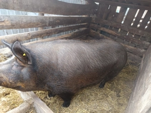 Vând scroafa - imagine 2