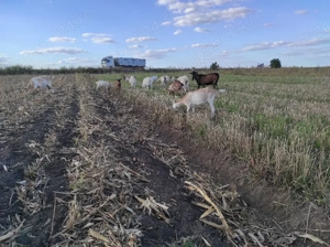 Vând capre  - imagine 2