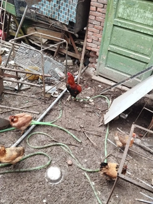 de vanzare   - imagine 4