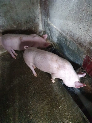 purcei de vânzare  - imagine 2