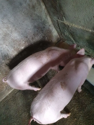 purcei de vânzare  - imagine 4