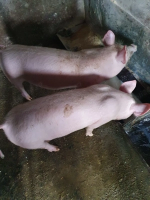 purcei de vânzare  - imagine 3