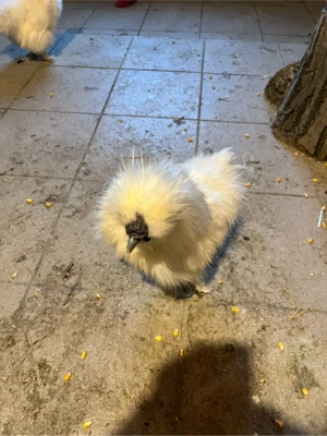 Vand gaini - imagine 2