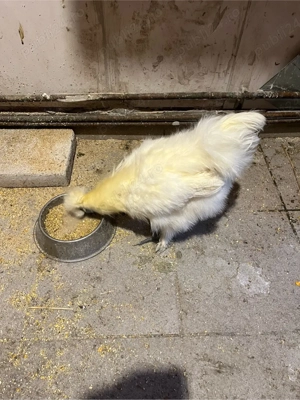 Vand gaini - imagine 5