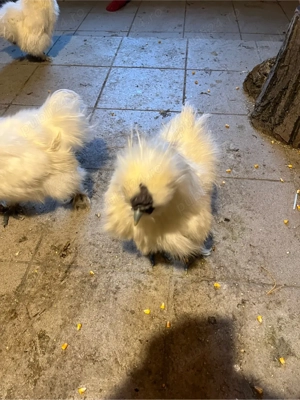 Vand gaini - imagine 3