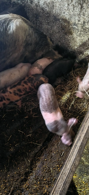 vând purcei - imagine 4