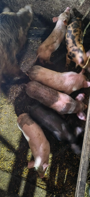 vând purcei - imagine 3