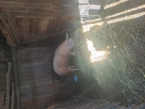 De vânzare  - imagine 3