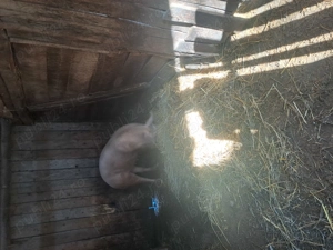 De vânzare  - imagine 2