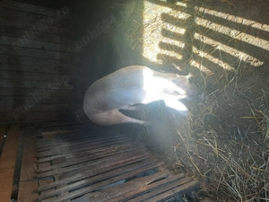 De vânzare  - imagine 4