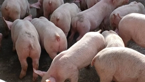 purcei pik  - imagine 3